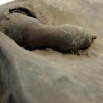 Etat de la patte arrière droite