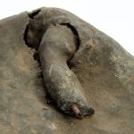 Etat de la patte arrière droite