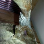 Modelage de la patte