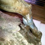 Modelage de la patte