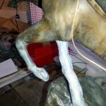 Reconstruction de la patte avant gauche et du sabot